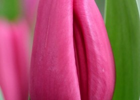 Tulipa Purple Raven (4)