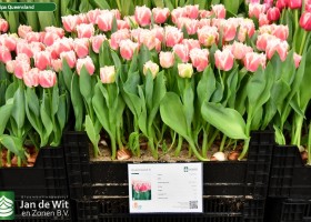 Tulipa Queensland (1)