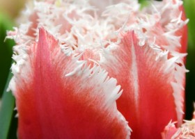 Tulipa Queensland (4)