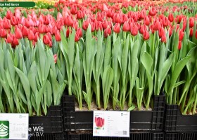 Tulipa Red Baron (1)
