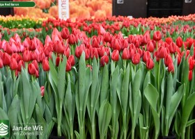 Tulipa Red Baron (2)