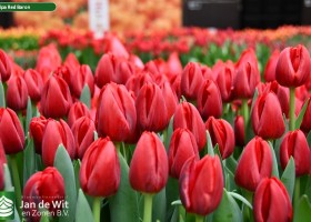 Tulipa Red Baron (3)