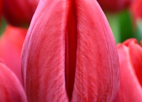 Tulipa Red Baron (4)