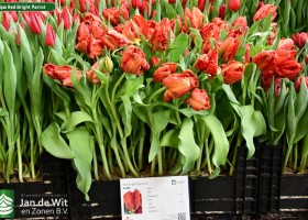 Tulipa Red Bright Parrot (1)