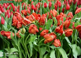 Tulipa Red Bright Parrot (2)