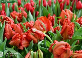 Tulipa Red Bright Parrot (3)