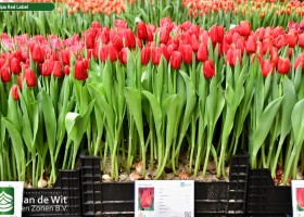 Tulipa Red Label (1)