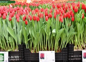 Tulipa Red Light (1)