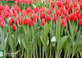 Tulipa Red Light (2)