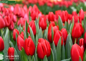Tulipa Red Light (3)