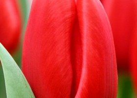 Tulipa Red Light (4)
