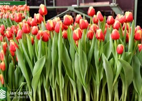 Tulipa Replay (2)