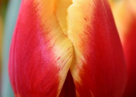 Tulipa Replay (4)