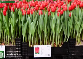 Tulipa Rescue (1)