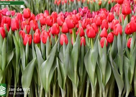 Tulipa Rescue (2)