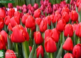 Tulipa Rescue (3)