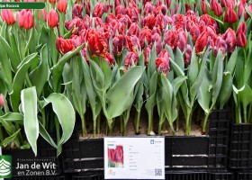 Tulipa Rococo (1)