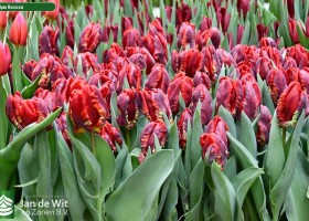 Tulipa Rococo (2)