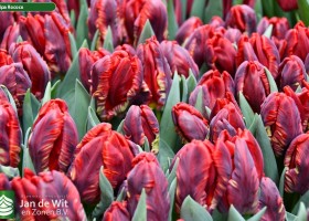 Tulipa Rococo (3)
