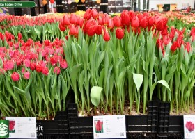 Tulipa Rodeo Drive (1)