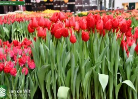 Tulipa Rodeo Drive (2)