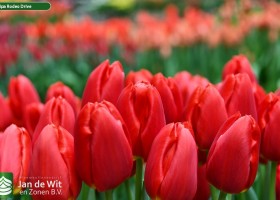 Tulipa Rodeo Drive (3)