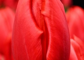 Tulipa Rodeo Drive (4)