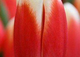Tulipa Roman Empire (4)