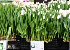 Tulipa Royal Virgin (1)