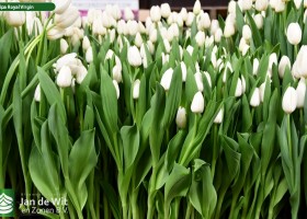 Tulipa Royal Virgin (2)