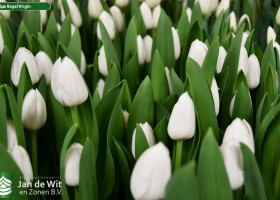 Tulipa Royal Virgin (3)