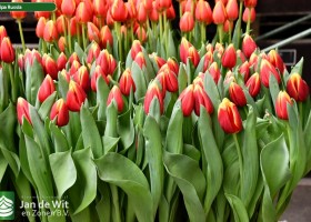 Tulipa Russia (2)