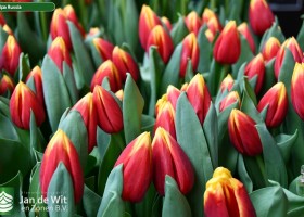 Tulipa Russia (3)
