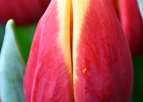 Tulipa Russia (4)