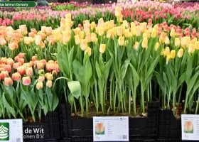 Tulipa Salmon Dynasty (1)