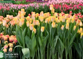 Tulipa Salmon Dynasty (2)