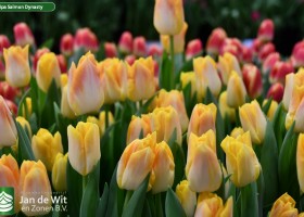 Tulipa Salmon Dynasty (3)
