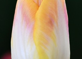 Tulipa Salmon Dynasty (4)