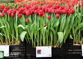 Tulipa Scarlet Verona (1)