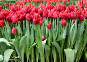 Tulipa Scarlet Verona (2)