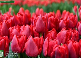 Tulipa Scarlet Verona (3)