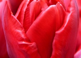 Tulipa Scarlet Verona (4)