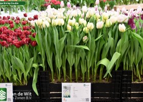 Tulipa Shirley Double (1)
