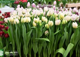 Tulipa Shirley Double (2)
