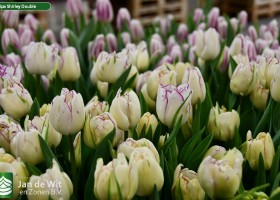 Tulipa Shirley Double (3)