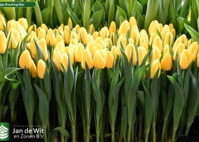 Tulipa Shooting Star (2)