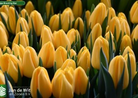 Tulipa Shooting Star (3)