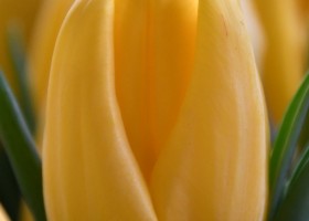Tulipa Shooting Star (4)