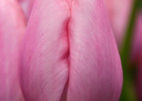 Tulipa Signum (4)