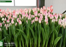 Tulipa Sinfonie (2)
